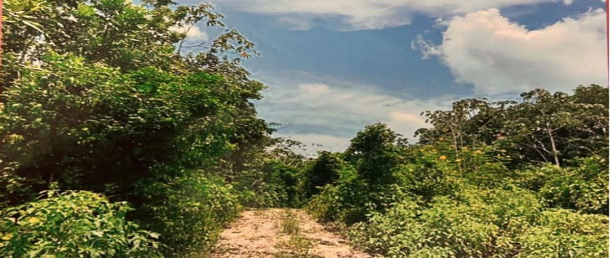 Foto de terreno habitacional en venta en ruta de los cenotes , joaquín zetina gasca, puerto morelos, quintana roo, 0 No. 05