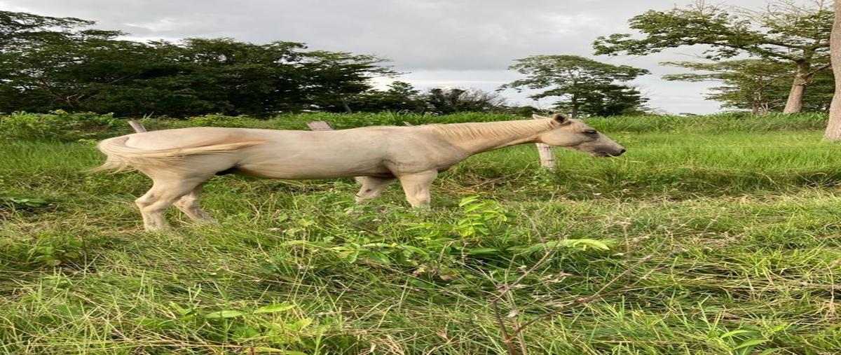 Foto de rancho en venta en  , sabancuy centro, carmen, campeche, 22458561 No. 05