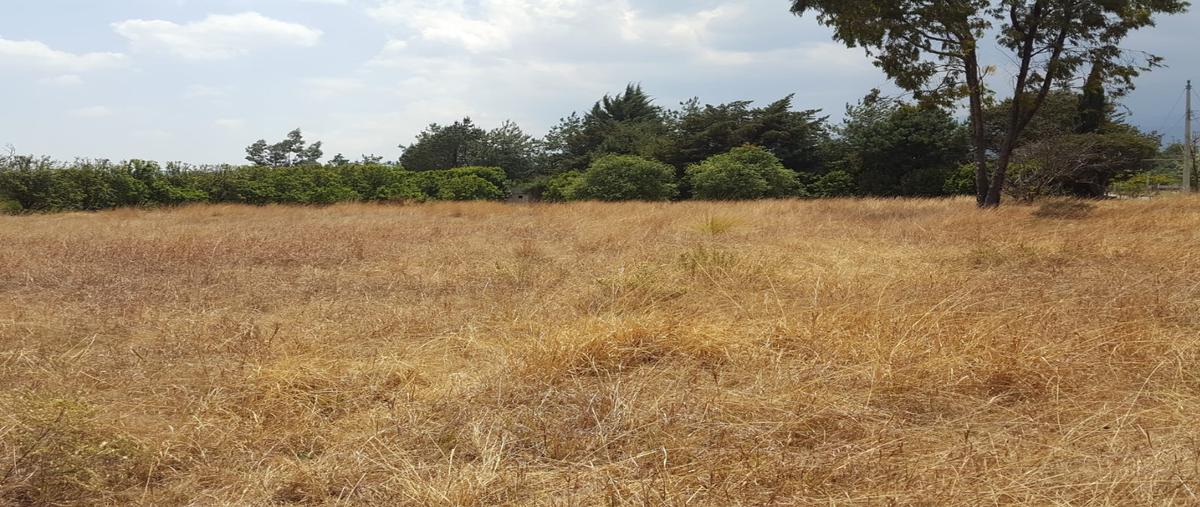 Foto de terreno habitacional en venta en  , san andrés hueyacatitla, san salvador el verde, puebla, 20541092 No. 05