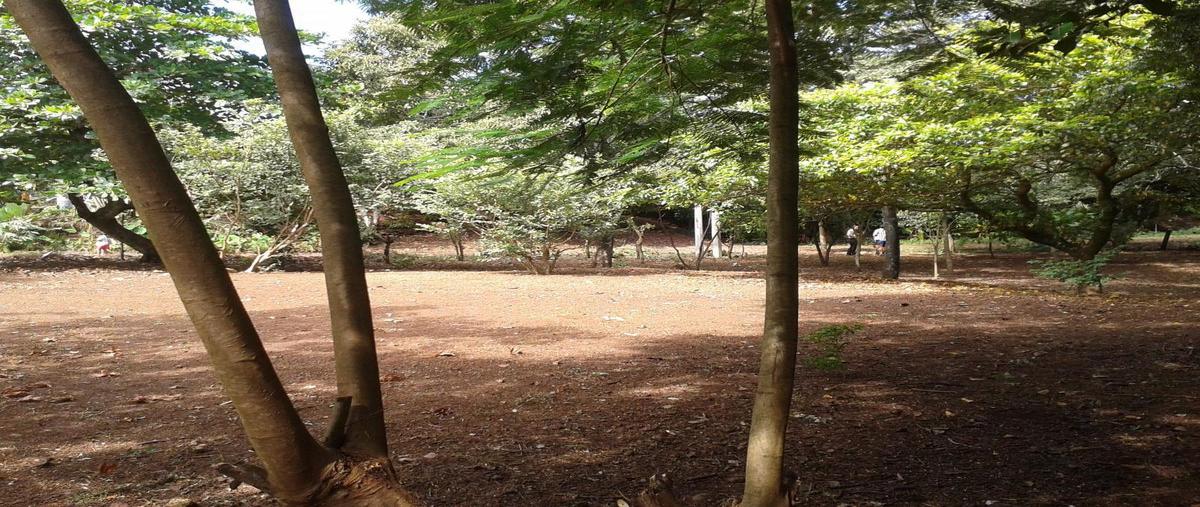 Foto de terreno habitacional en venta en  , san andrés, san andrés tuxtla, veracruz de ignacio de la llave, 29062407 No. 03