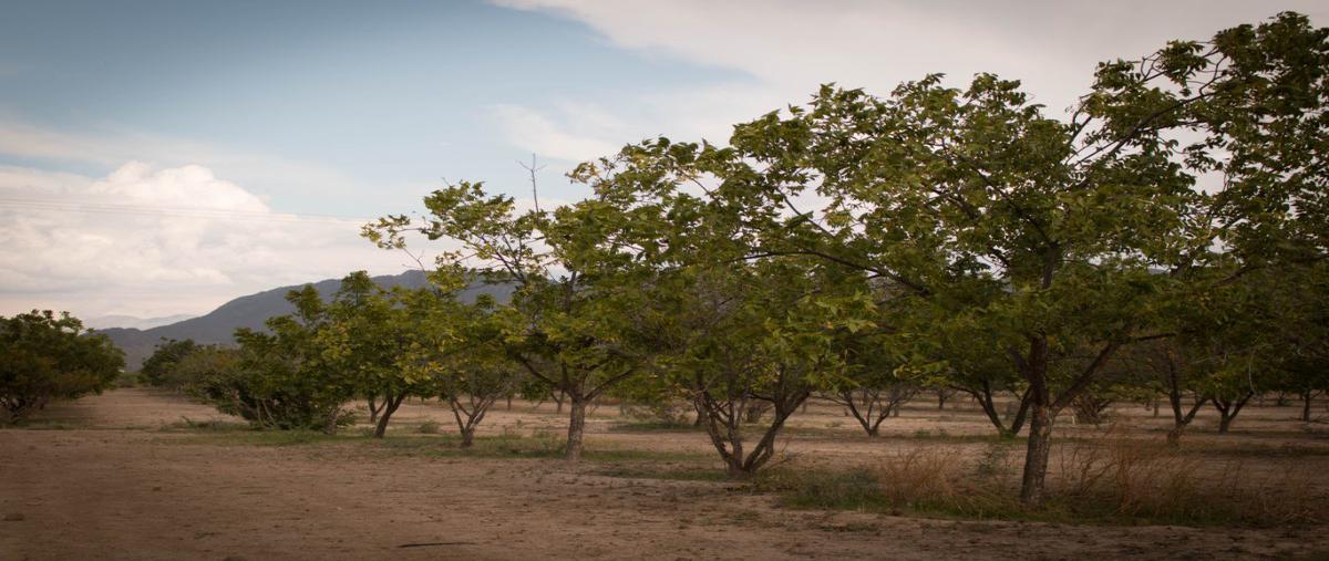 Foto de rancho en venta en  , san antonio, ramos arizpe, coahuila de zaragoza, 13809843 No. 01