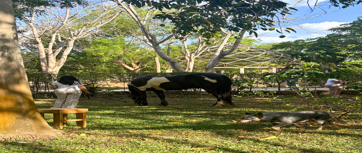 Foto de rancho en venta en , , san antonio tehuitz, kanasín, yucatán, 29913714 No. 07