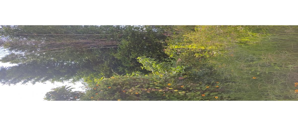 Foto de terreno habitacional en venta en  , san antonio, valle de bravo, méxico, 0 No. 04