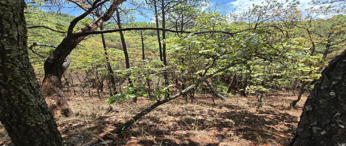 Foto de terreno habitacional en venta en san antonio , valle de bravo, valle de bravo, méxico, 0 No. 03