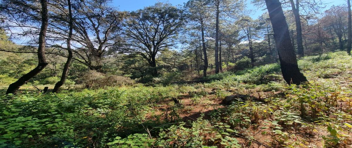 Foto de terreno habitacional en , san bartolo, amanalco, méxico, 0 foto 02 Foto de terreno habitacional en venta en , san bartolo, amanalco, méxico, 0 No. 02