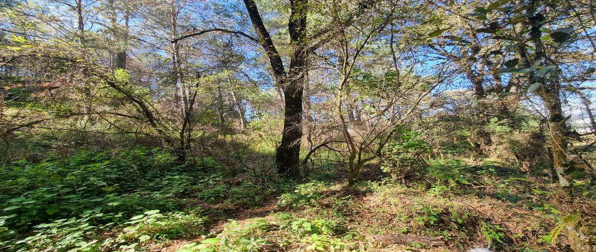 Foto de terreno habitacional en , san bartolo, amanalco, méxico, 0 foto 04 Foto de terreno habitacional en venta en , san bartolo, amanalco, méxico, 0 No. 04