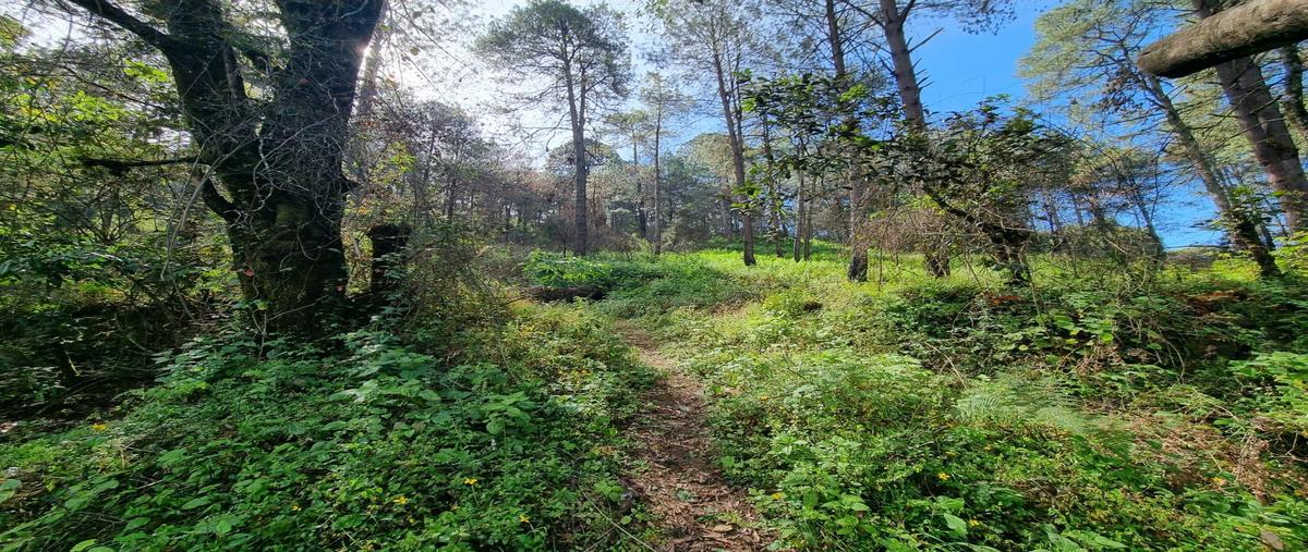 Foto de terreno habitacional en , san bartolo, amanalco, méxico, 0 foto 05 Foto de terreno habitacional en venta en , san bartolo, amanalco, méxico, 0 No. 05