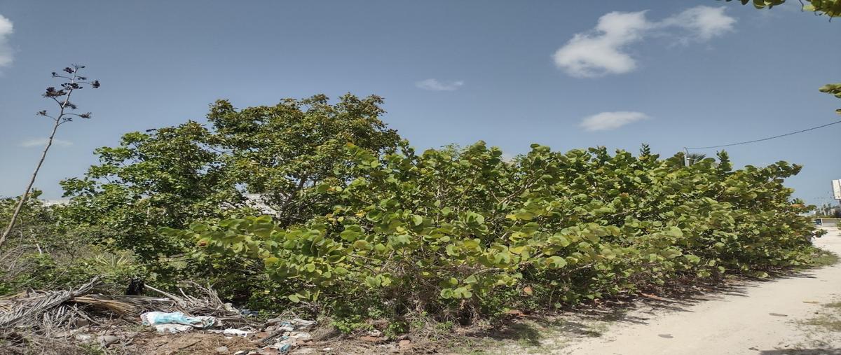 Foto de terreno habitacional en venta en  , san benito, ixil, yucatán, 26755939 No. 03