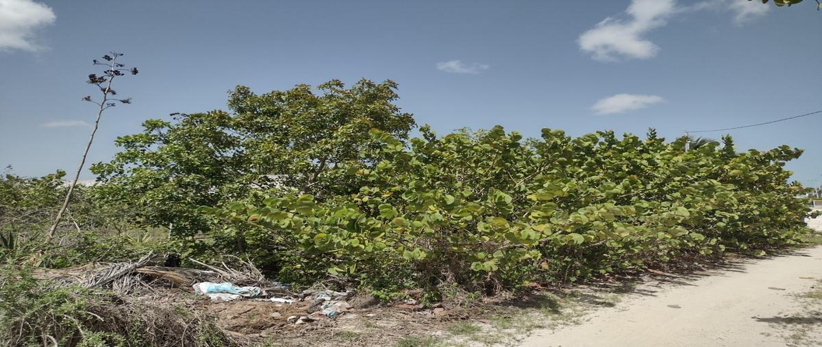 Foto de terreno habitacional en venta en  , san benito, ixil, yucatán, 26755939 No. 04