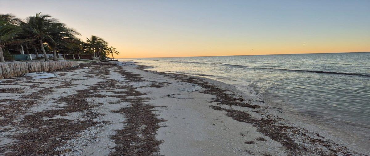 Foto de terreno habitacional en venta en san benitofrente al mar , san diego, dzemul, yucatán, 22776288 No. 04
