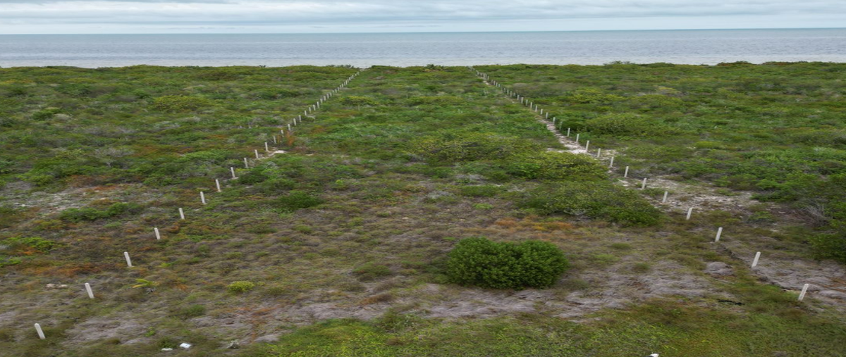 Foto de terreno habitacional en venta en san crisanto , san crisanto, sinanché, yucatán, 30455209 No. 05