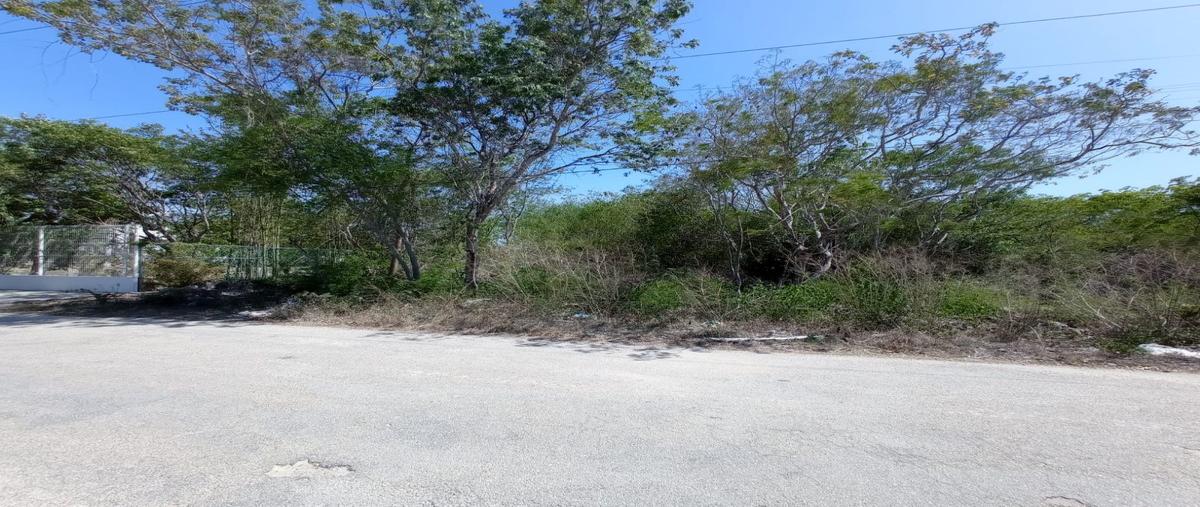 Foto de terreno habitacional en san diego cutz dos , san diego cutz, conkal, yucatán, 26521513 foto 04 Foto de terreno habitacional en venta en san diego cutz dos , san diego cutz, conkal, yucatán, 26521513 No. 04
