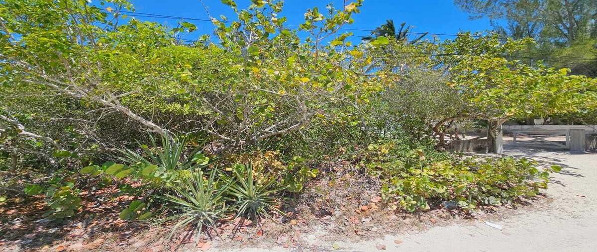 Foto de terreno habitacional en venta en  , san diego, dzemul, yucatán, 0 No. 04