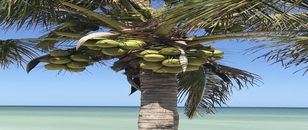 Foto de terreno habitacional en venta en  , san diego, dzemul, yucatán, 0 No. 05