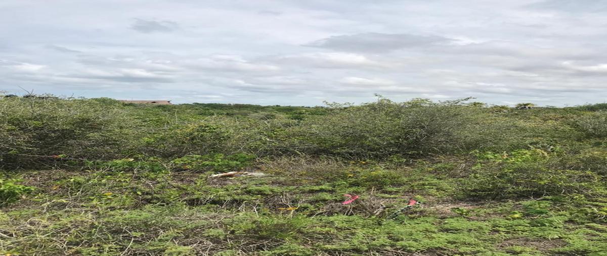 Foto de terreno habitacional en venta en  , san diego, dzemul, yucatán, 0 No. 05