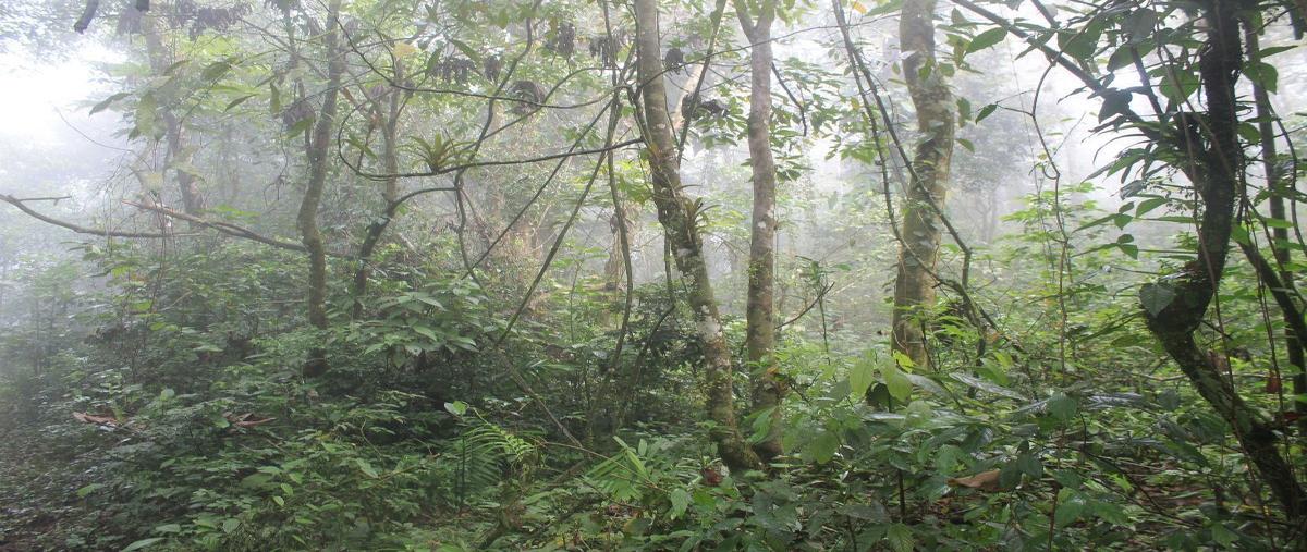 Foto de rancho en venta en  , san fernando centro, san fernando, chiapas, 24451582 No. 05