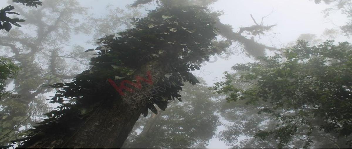 Foto de terreno habitacional en venta en  , san fernando, san fernando, chiapas, 0 No. 05