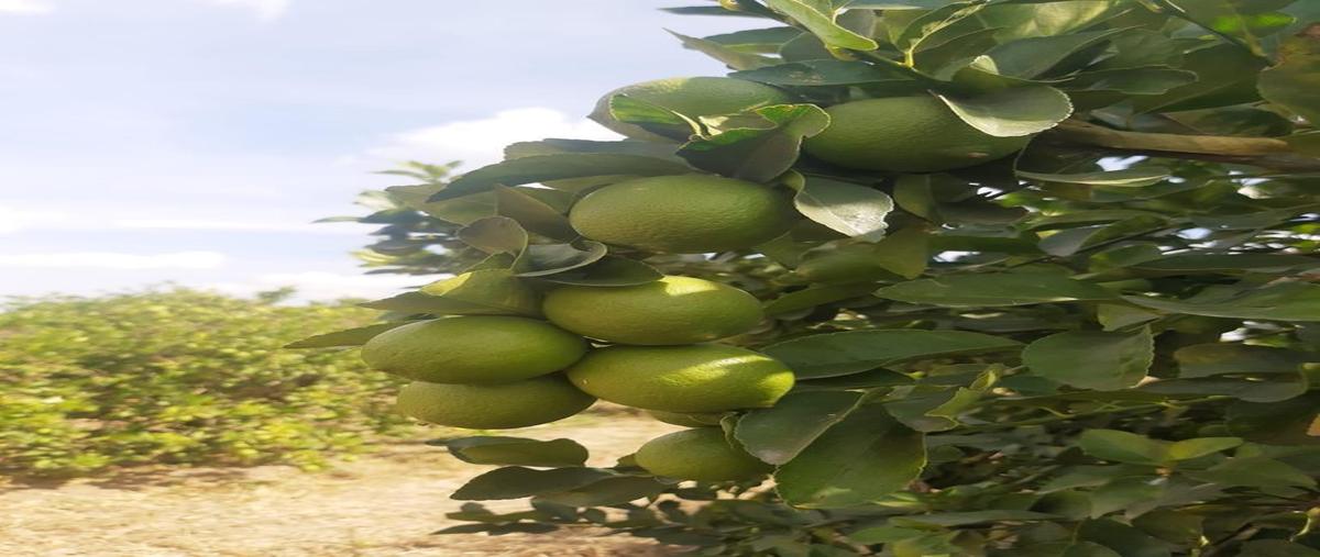 Foto de terreno habitacional en venta en  , san francisco del rincón centro, san francisco del rincón, guanajuato, 0 No. 05