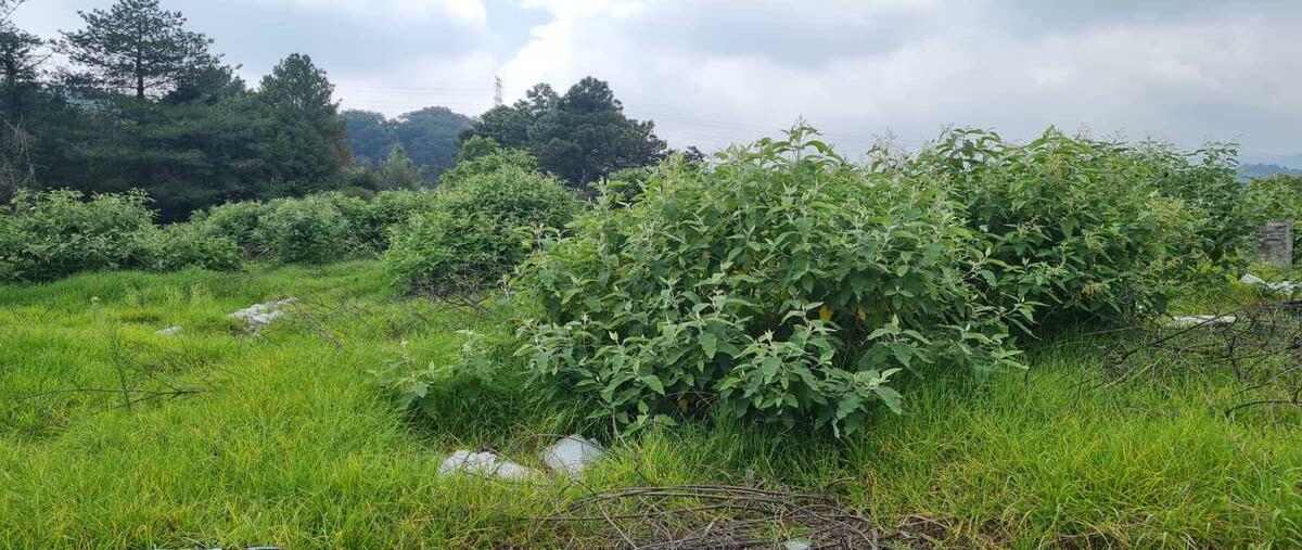 Foto de terreno habitacional en venta en  , san francisco tlalnepantla, xochimilco, df / cdmx, 30491436 No. 05