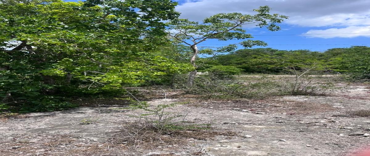Foto de terreno habitacional en venta en  , san ignacio, progreso, yucatán, 30190067 No. 03