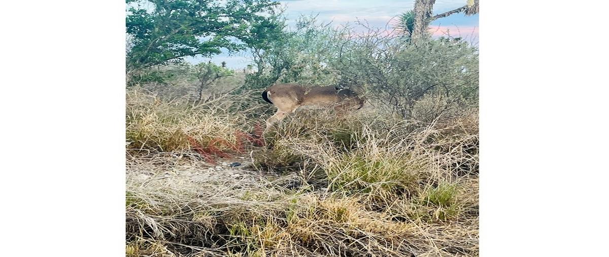 Foto de terreno habitacional en san isidro , real de zuazua, general zuazua, nuevo león, 0 foto 05 Foto de terreno habitacional en venta en san isidro , real de zuazua, general zuazua, nuevo león, 0 No. 05