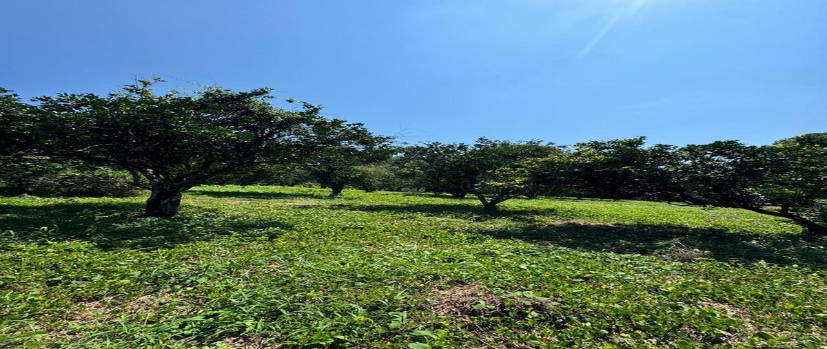 Foto de terreno habitacional en venta en  , san jose chiltepec, san josé chiltepec, oaxaca, 0 No. 03