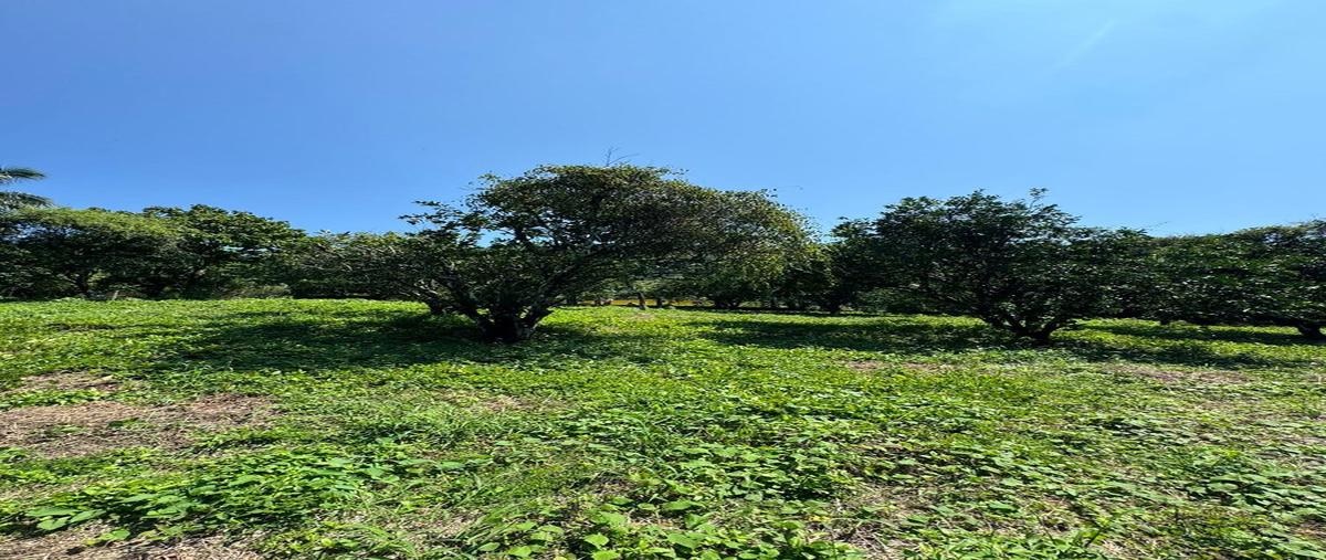 Foto de terreno habitacional en venta en  , san jose chiltepec, san josé chiltepec, oaxaca, 0 No. 05