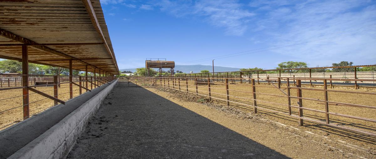 Foto de terreno habitacional en venta en  , san jose del valle, tlajomulco de zúñiga, jalisco, 24235397 No. 03