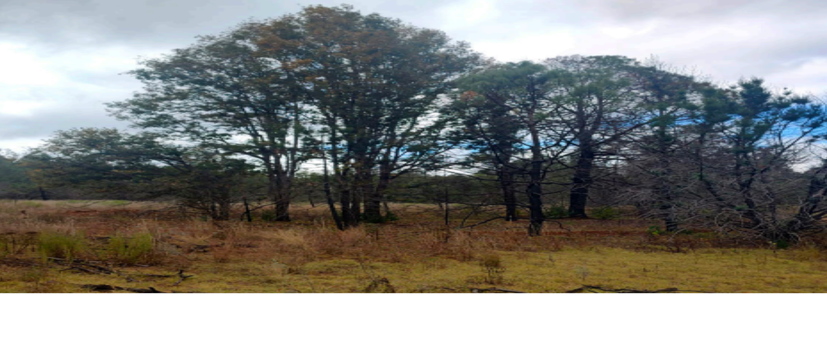 Foto de terreno habitacional en venta en  , san josé ocotillos, huasca de ocampo, hidalgo, 0 No. 03