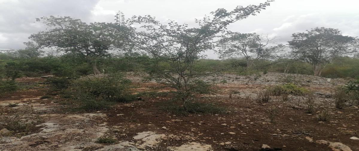 Foto de terreno habitacional en venta en  , san jose tzal, mérida, yucatán, 0 No. 03