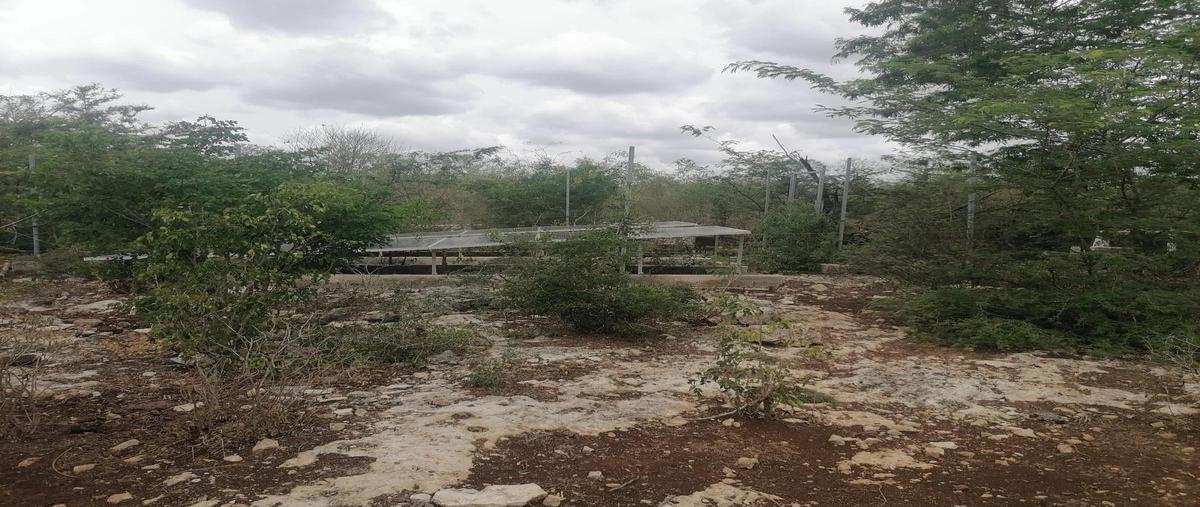 Foto de terreno habitacional en venta en  , san jose tzal, mérida, yucatán, 0 No. 05