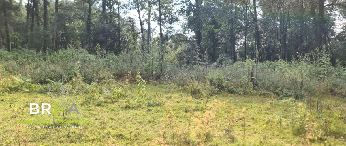 Foto de terreno habitacional en venta en  , san juan, amanalco, méxico, 0 No. 03