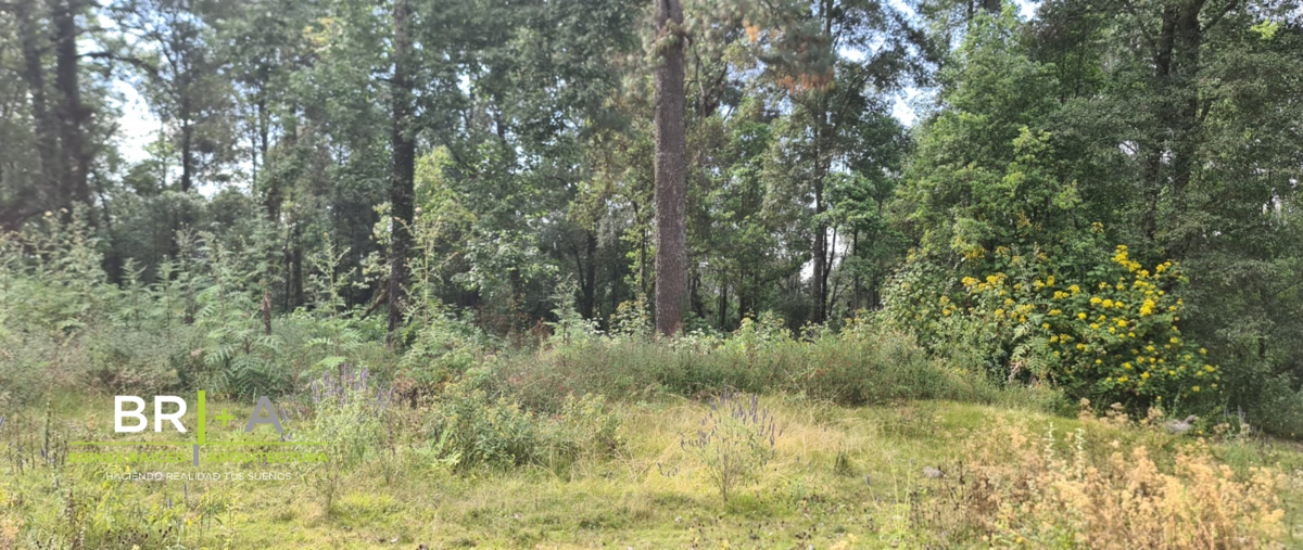 Foto de terreno habitacional en venta en  , san juan, amanalco, méxico, 0 No. 05