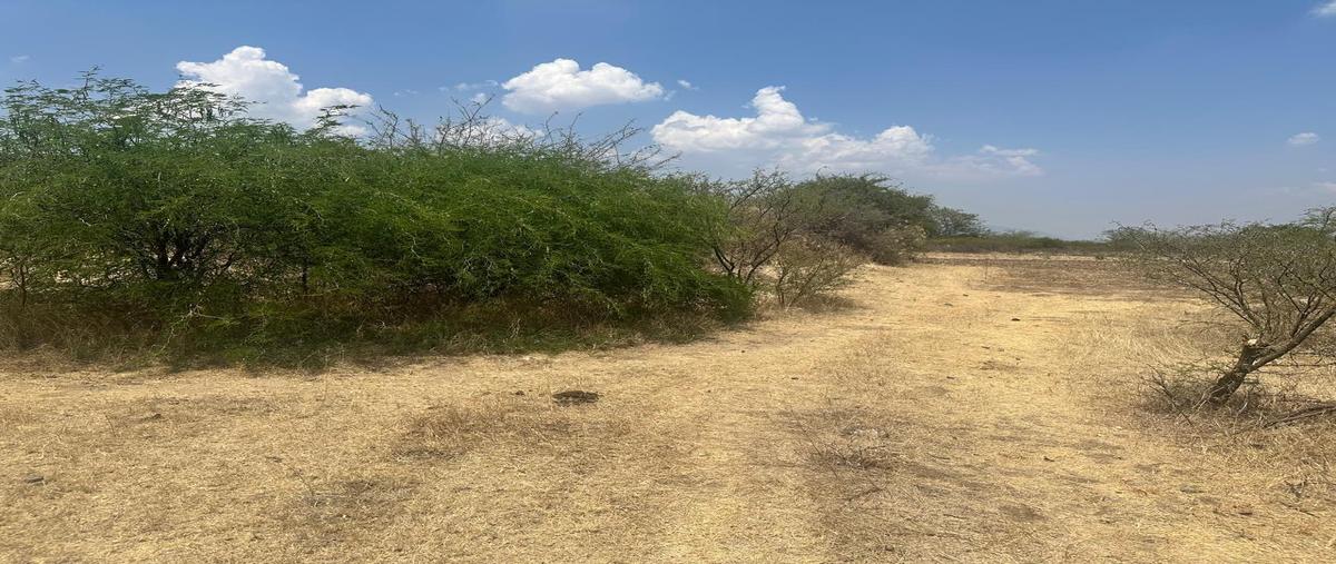 Foto de terreno habitacional en venta en  , san juan guelavia, san juan guelavía, oaxaca, 0 No. 05