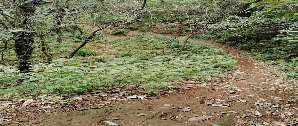 Foto de terreno habitacional en venta en san juan , san juan tlacotenco, tepoztlán, morelos, 0 No. 03
