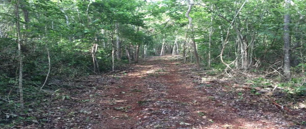 Foto de terreno habitacional en venta en san juan tekax whi289036, san juan tekax, tekax, yucatán, 0 No. 04