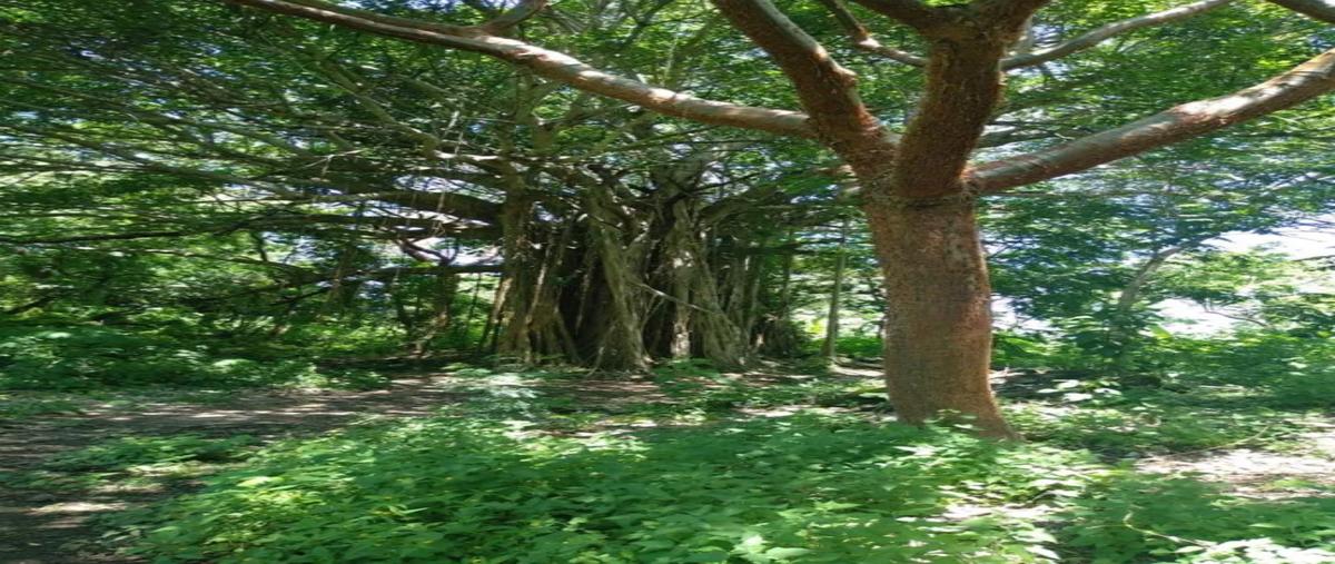 Foto de terreno habitacional en venta en san juan tekax whi289036, san juan tekax, tekax, yucatán, 0 No. 05