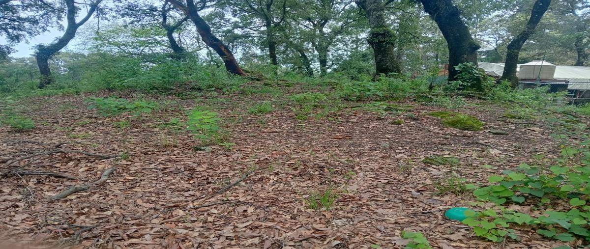 Foto de terreno habitacional en venta en  , san juan tlacotenco, tepoztlán, morelos, 0 No. 03