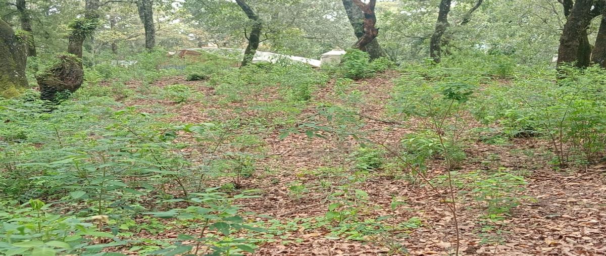 Foto de terreno habitacional en venta en  , san juan tlacotenco, tepoztlán, morelos, 0 No. 05