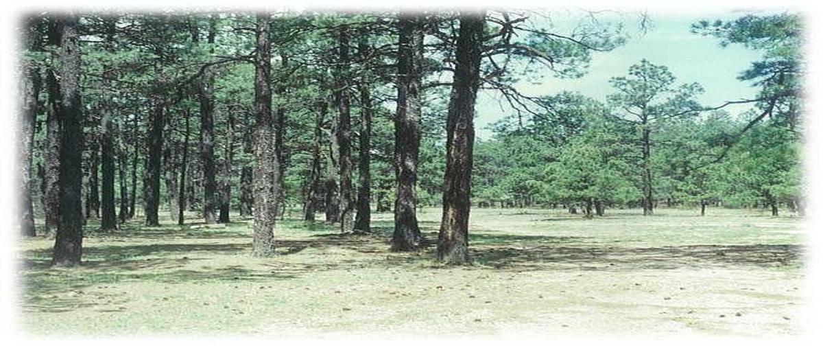 Foto de rancho en venta en  , san juanito centro, bocoyna, chihuahua, 11762372 No. 03