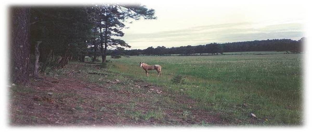 Foto de rancho en venta en  , san juanito centro, bocoyna, chihuahua, 11762372 No. 04