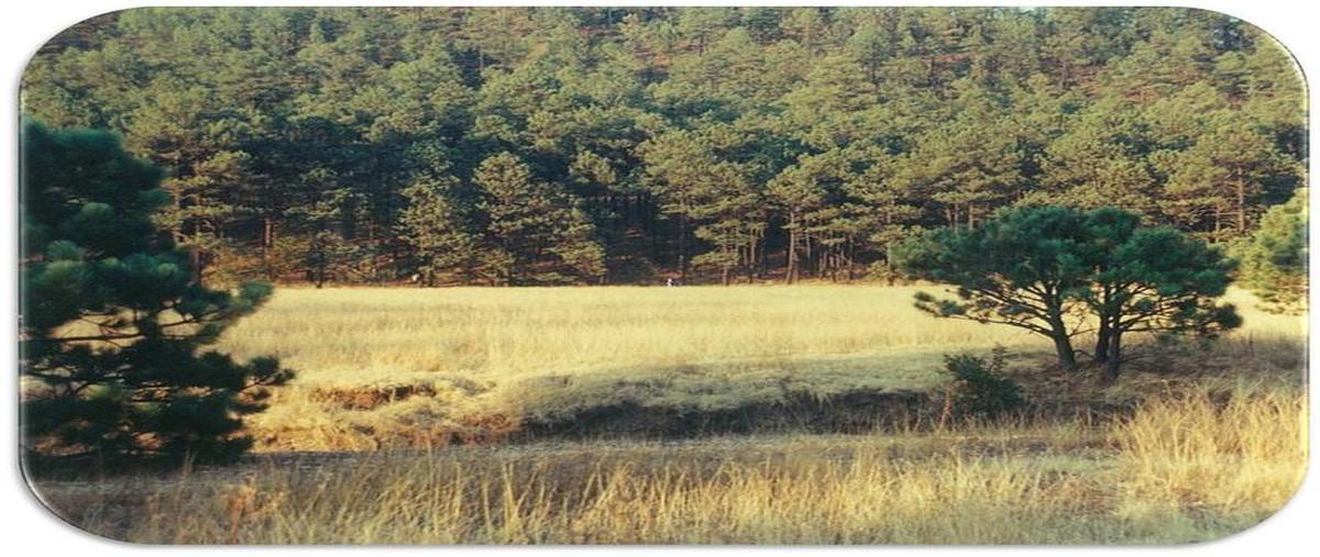 Foto de rancho en venta en  , san juanito centro, bocoyna, chihuahua, 11762372 No. 05
