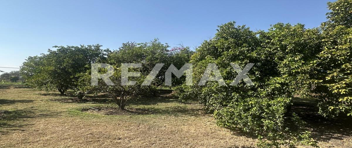 Foto de terreno habitacional en venta en san mateo , san mateo, puente de ixtla, morelos, 0 No. 03