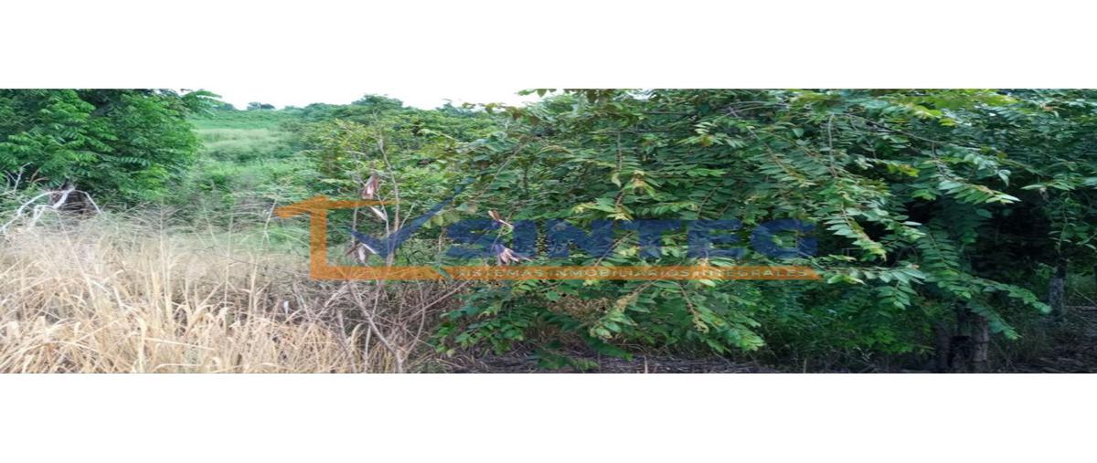 Foto de terreno habitacional en venta en  , san miguel mecatepec, tihuatlán, veracruz de ignacio de la llave, 0 No. 04