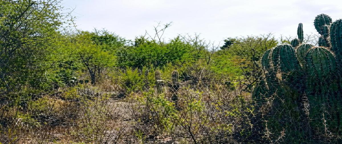 Foto de terreno habitacional en venta en  , san miguel viejo, san miguel de allende, guanajuato, 0 No. 03