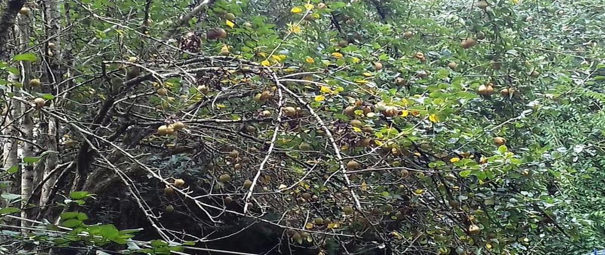 Foto de terreno comercial en venta en  , san nicolás, san cristóbal de las casas, chiapas, 30303187 No. 05