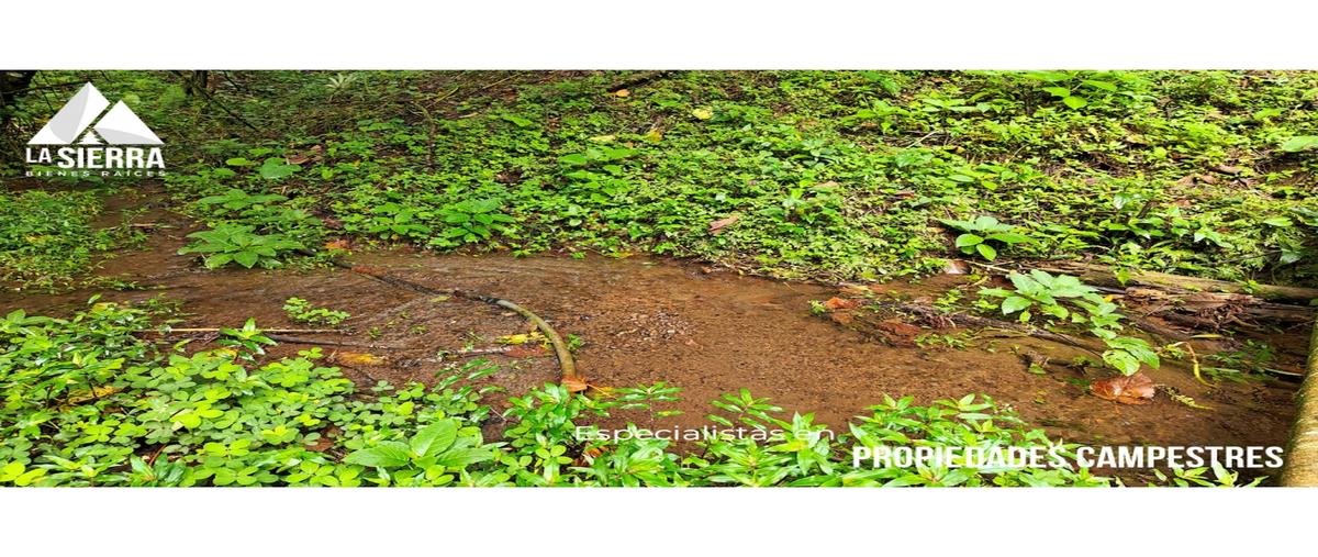 Foto de rancho en venta en  , san nicolás, zihuateutla, puebla, 0 No. 04