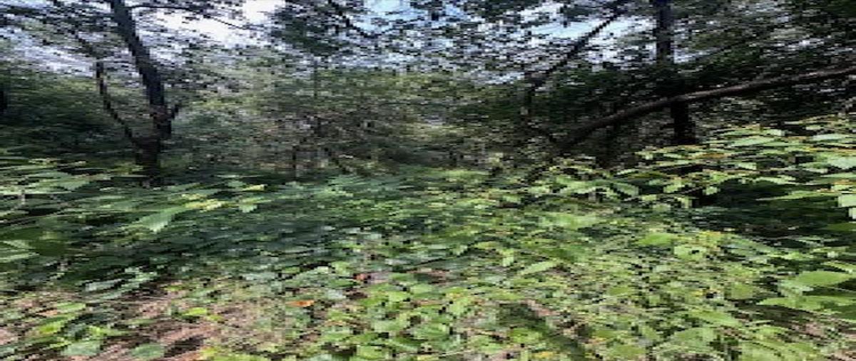 Foto de terreno habitacional en , san pedro garza garcia centro, san pedro garza garcía, nuevo león, 0 foto 05 Foto de terreno habitacional en venta en , san pedro garza garcia centro, san pedro garza garcía, nuevo león, 0 No. 05