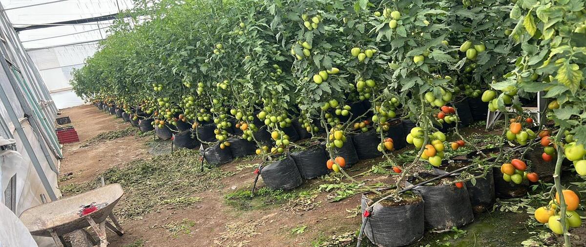 Foto de terreno habitacional en venta en  , san pedro tenango, amealco de bonfil, querétaro, 30423709 No. 04