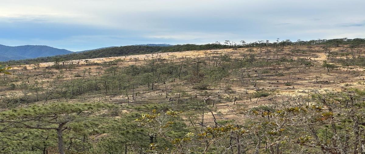 Foto de terreno habitacional en renta en  , san pedro tesistán, jocotepec, jalisco, 28526099 No. 03